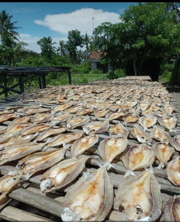Produksi Pengolahan Ikan Asin Desa Tanggulangin 02